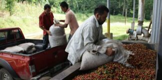 La estabilidad del precio y renovación, retos de los cafetaleros hondureños en 2023