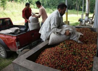 La estabilidad del precio y renovación, retos de los cafetaleros hondureños en 2023