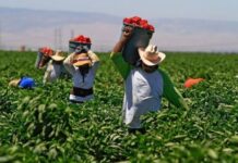 Un total de 300 hondureños serán beneficiados con visas para trabajar en México