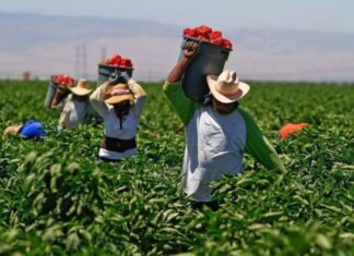 Un total de 300 hondureños serán beneficiados con visas para trabajar en México