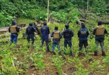 DIPAMPCO erradica plantación de coca localizada en zona montañosa del departamento de Yoro
