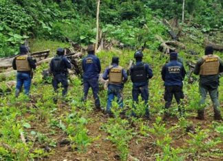 DIPAMPCO erradica plantación de coca localizada en zona montañosa del departamento de Yoro