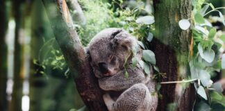 La Tierra puede perder hasta un 10 % de la biodiversidad para 2050