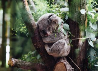La Tierra puede perder hasta un 10 % de la biodiversidad para 2050