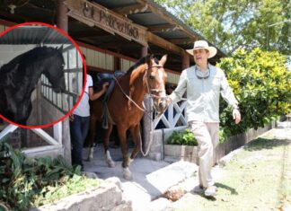 De nuevo están en venta caballos pura sangre incautados a JOH después de recuperarlos de la muerte