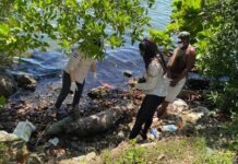 Sube a 4 el número de manatíes muertos en la Laguna de Alvarado, Puerto Cortés