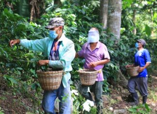 La cosecha de café en Honduras está afectada nuevamente ante la escasez de mano de obra