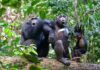 Los chimpancés adolescentes son menos impulsivos que los humanos