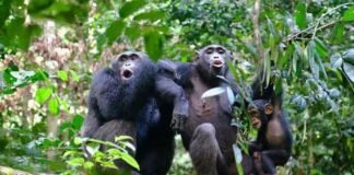 Los chimpancés adolescentes son menos impulsivos que los humanos