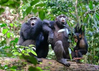 Los chimpancés adolescentes son menos impulsivos que los humanos