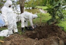 Ambientalistas reportan el hallazgo de pelícanos y manatíes muertos en las costas hondureñas