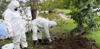 Ambientalistas reportan el hallazgo de pelícanos y manatíes muertos en las costas hondureñas