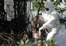 Honduras comenzó a sacrificar pelícanos para evitar una expansión de la gripe aviar