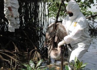 Honduras comenzó a sacrificar pelícanos para evitar una expansión de la gripe aviar