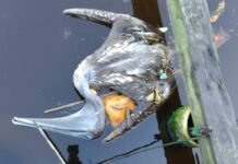 Honduras detecta dos focos de la gripe aviar en pelícanos y anuncia medidas