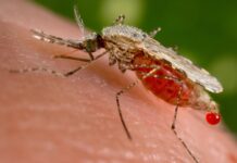 Secretaría de Salud reporta más de 3 mil casos de malaria a nivel nacional