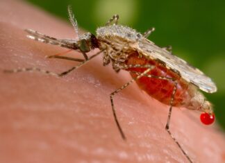 Secretaría de Salud reporta más de 3 mil casos de malaria a nivel nacional