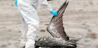 Unas 5 de cada 10 personas infectadas con gripe aviar fallecen, según experto