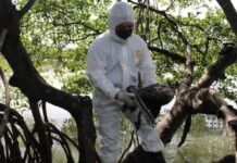 Honduras declara la emergencia sanitaria por la presencia de influenza aviar