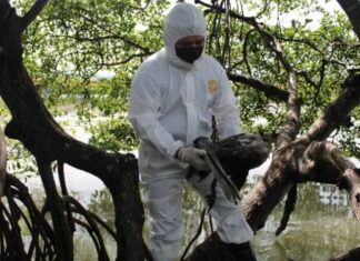 Honduras declara la emergencia sanitaria por la presencia de influenza aviar