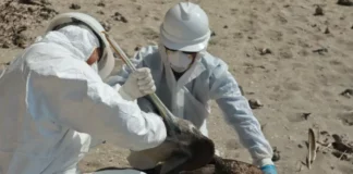 La declaratoria de emergencia por gripe aviar permitirá a Honduras disponer de fondos de OIRSA