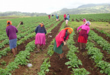 El acceso a la tierra, una vía para que campesinas salgan de la pobreza en Honduras