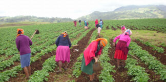El acceso a la tierra, una vía para que campesinas salgan de la pobreza en Honduras
