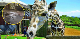 Equipo del MP realiza la necropsia a “Big Boy” en el zoológico de Joya Grande