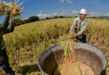 La SAG y productores buscan soluciones para fortalecer al rubro del arroz