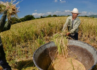 La SAG y productores buscan soluciones para fortalecer al rubro del arroz