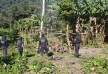 Agentes localizan plantación con 21 mil arbustos de presunta coca en un sector montañoso de Yoro