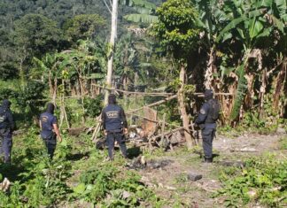 Agentes localizan plantación con 21 mil arbustos de presunta coca en un sector montañoso de Yoro