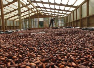 Honduras logró producir 1,900 toneladas de cacao en el 2022, pese al cambio climático