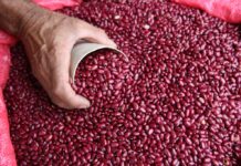 Almacenamiento de frijol en el Ihma aumentará con ingresos de la próxima semana