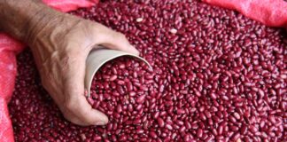 Almacenamiento de frijol en el Ihma aumentará con ingresos de la próxima semana