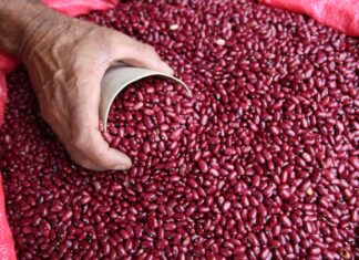 Almacenamiento de frijol en el Ihma aumentará con ingresos de la próxima semana