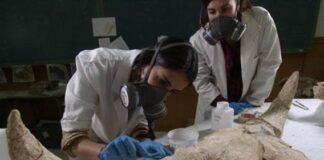 Científicos demuestran que los neandertales ya tenían capacidad simbólica