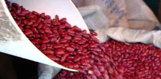 La medida de frijoles registra un aumento de 10 lempiras