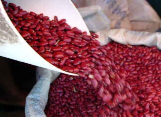 La medida de frijoles registra un aumento de 10 lempiras