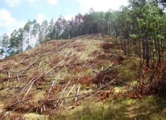 Alertan de un brote de gorgojo descortezador en los bosques hondureños