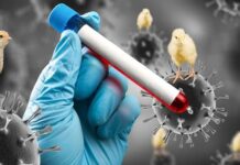 Honduras emitirá Declaratoria de Emergencia por Gripe Aviar, por muerte de 93 pelícanos