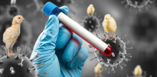 Honduras emitirá Declaratoria de Emergencia por Gripe Aviar, por muerte de 93 pelícanos