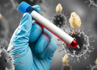 Honduras emitirá Declaratoria de Emergencia por Gripe Aviar, por muerte de 93 pelícanos