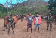 El Ejército de Nicaragua detiene a 7 hondureños por traslado ilegal de ganado