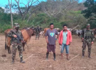 El Ejército de Nicaragua detiene a 7 hondureños por traslado ilegal de ganado