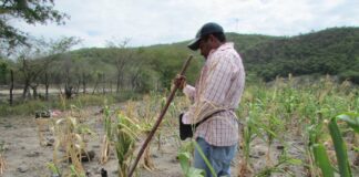 Un 49.9 % de hondureños se encuentra en inseguridad alimentaria, según informe de la ONU
