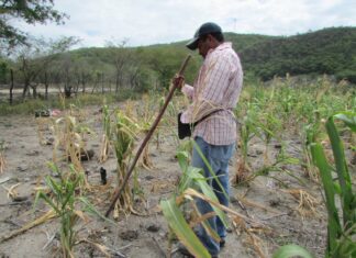 Un 49.9 % de hondureños se encuentra en inseguridad alimentaria, según informe de la ONU