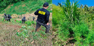 Fuerzas Armadas aseguran plantación de marihuana en Tocoa, Colón