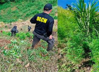 Fuerzas Armadas aseguran plantación de marihuana en Tocoa, Colón