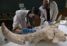 Científicos demuestran que los neandertales ya tenían capacidad simbólica